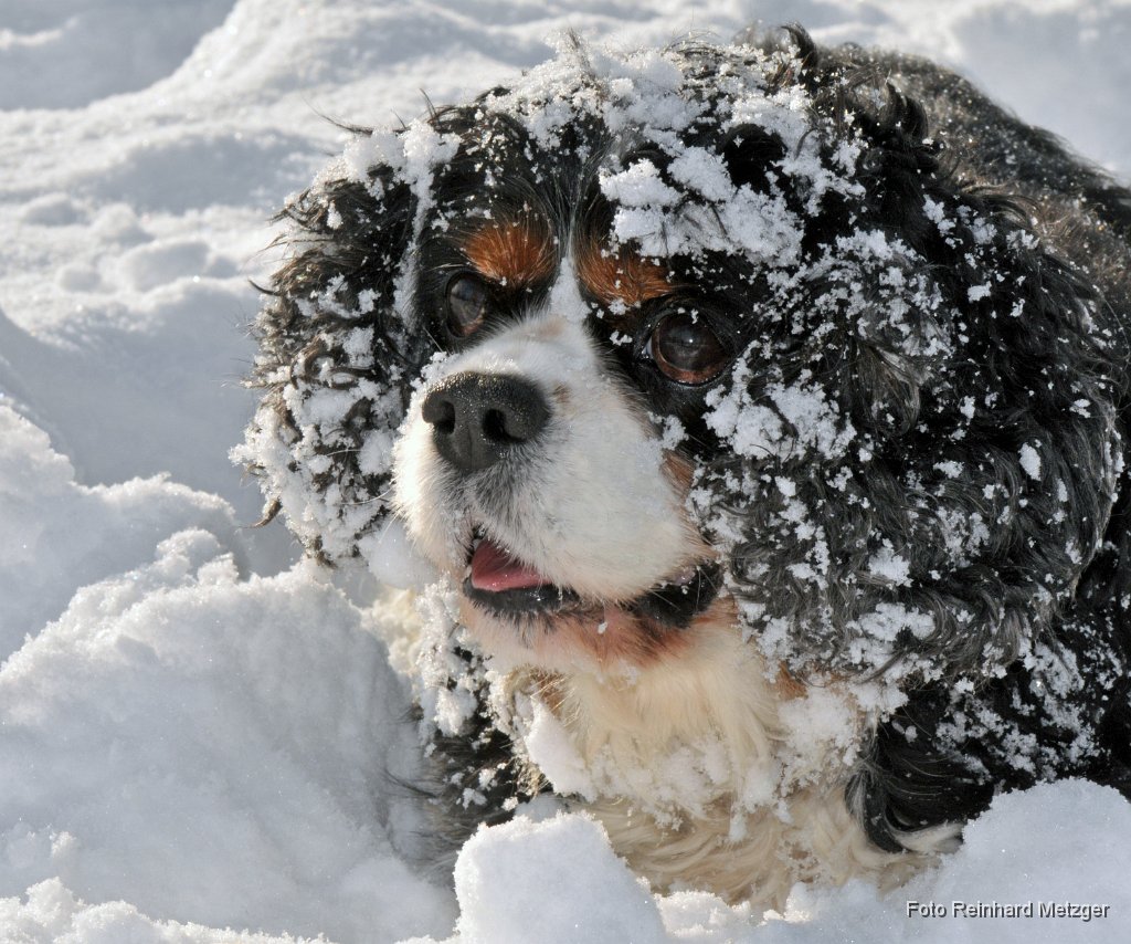 RME_7746 Kavalier im Schnee.jpg
